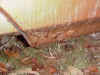 am68gpqrust2.jpg (78496 bytes)